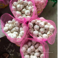 China natural white garlic supply, high quality pure white garlic hot sale 2021